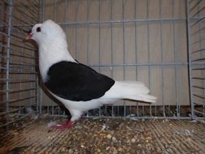 Süddeutsche Schildtaube